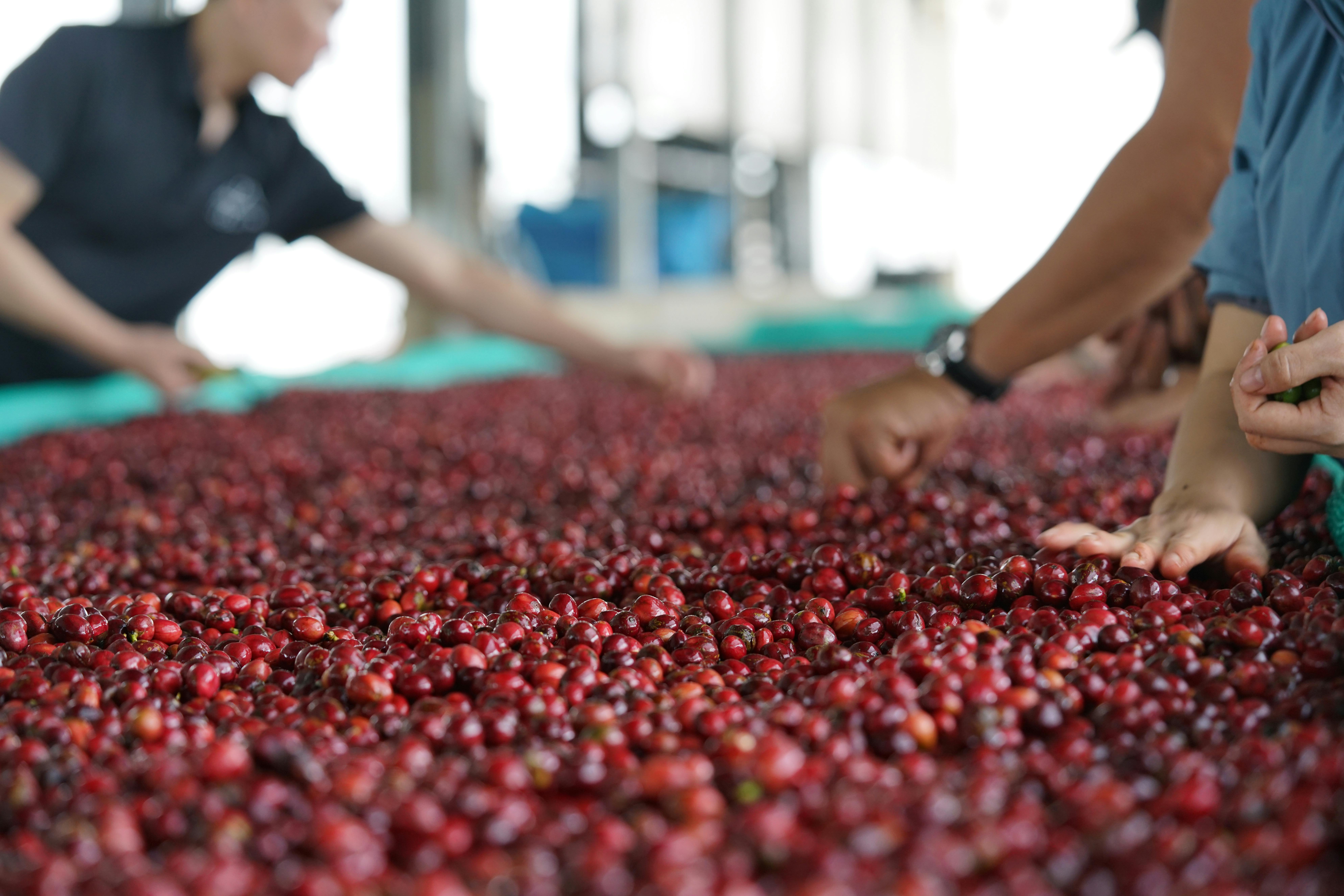 Honey Process Coffee