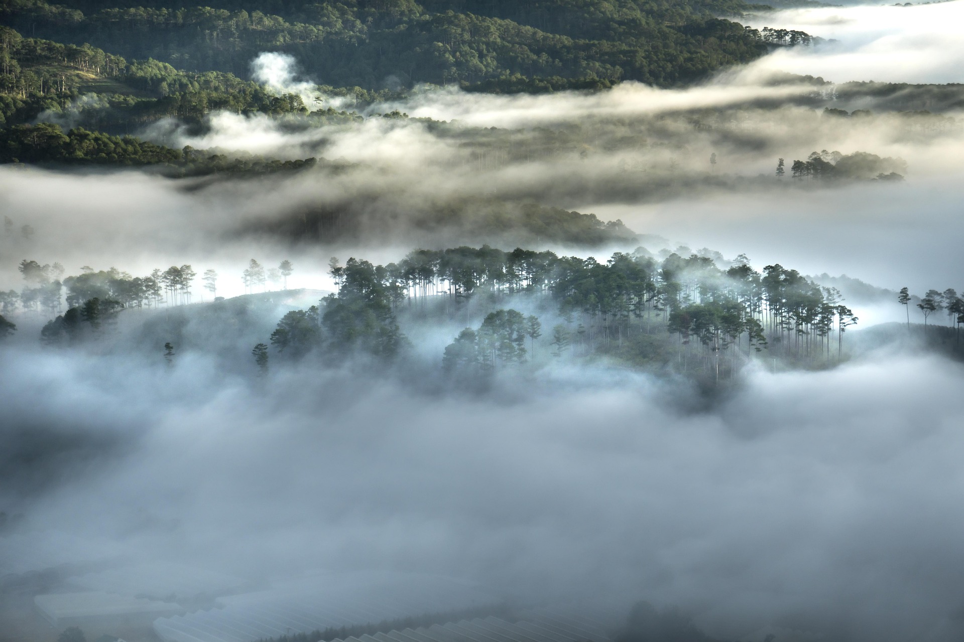 Lam Dong Coffee Growing Area