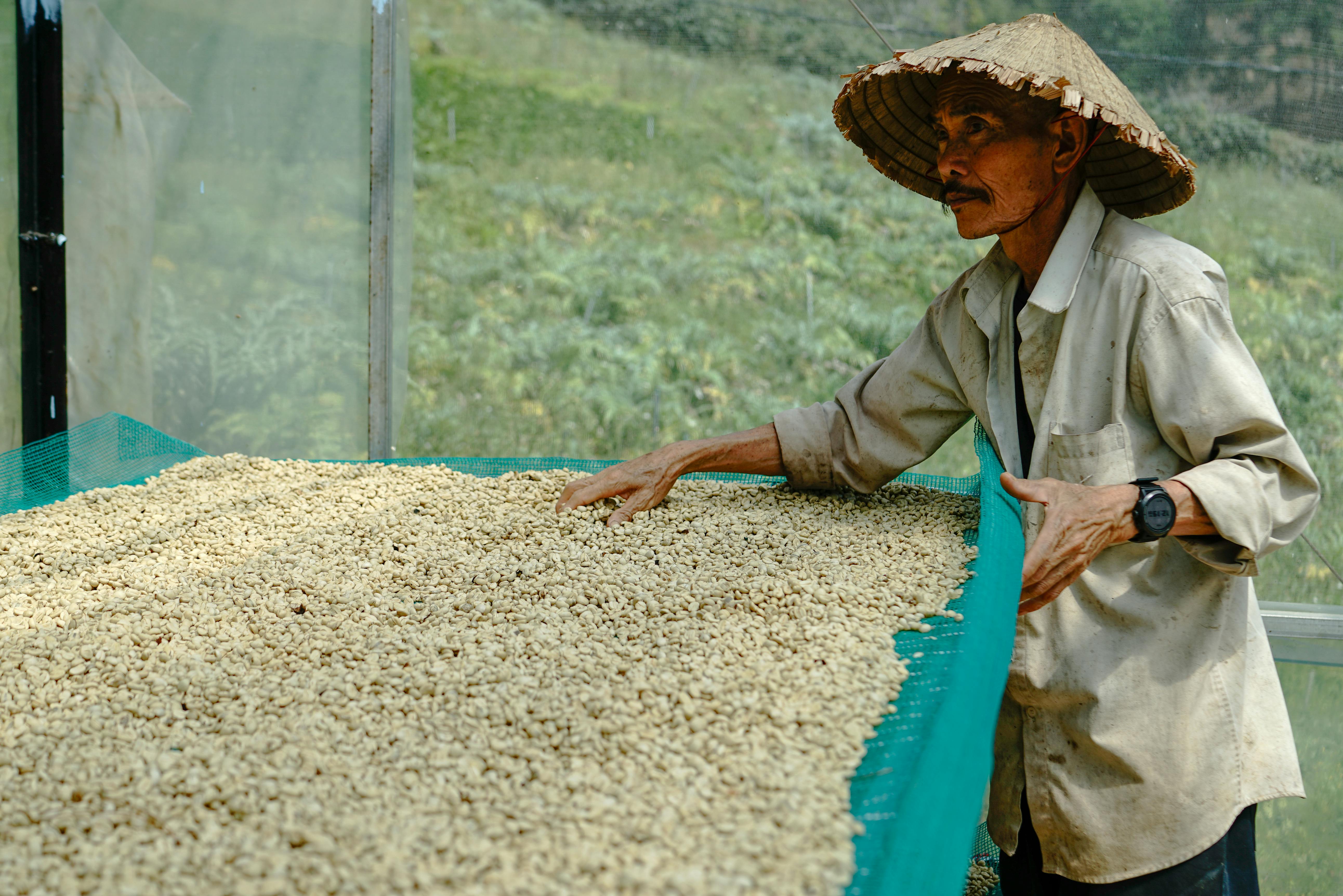 Washed Process Coffee